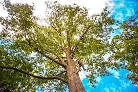 Best Seasonal Cleanup (Spring/Fall)  in Boyne City, MI